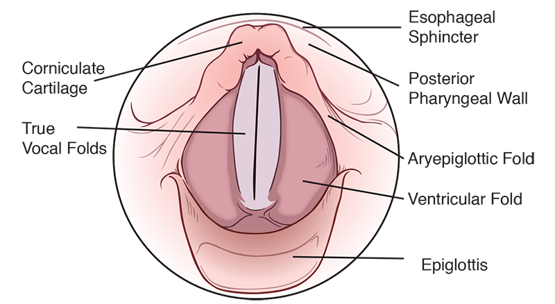 Laryngeal structures—closed vocal folds