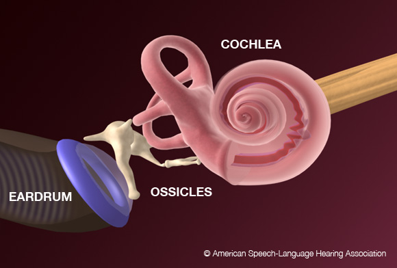 How Sound Affects The Inner Ear